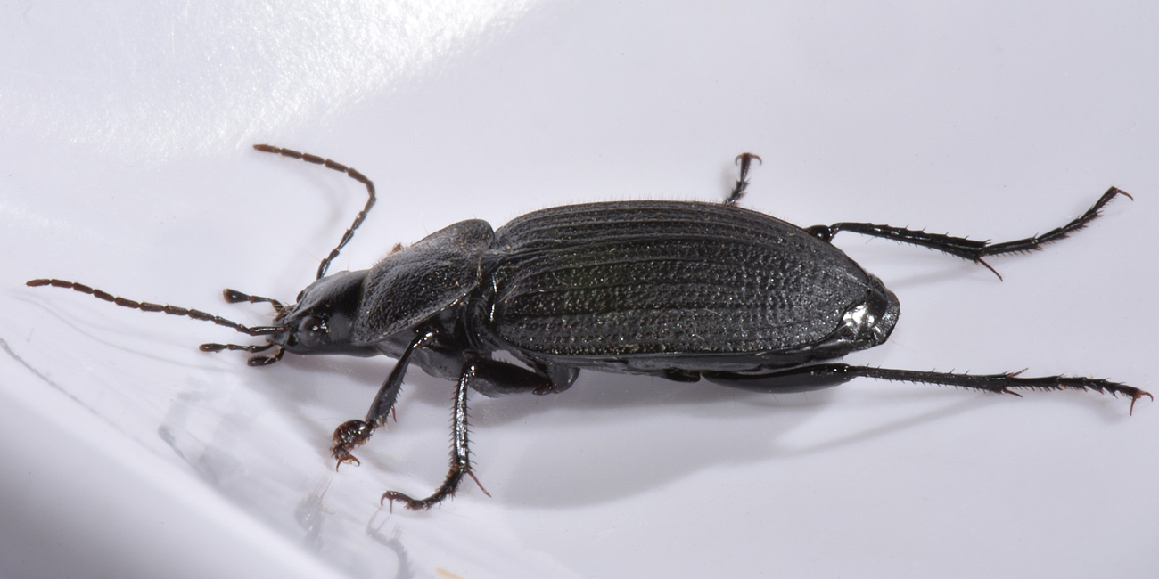 Carabidae: Licinus punctatulus? o granulatus? no, silphoides